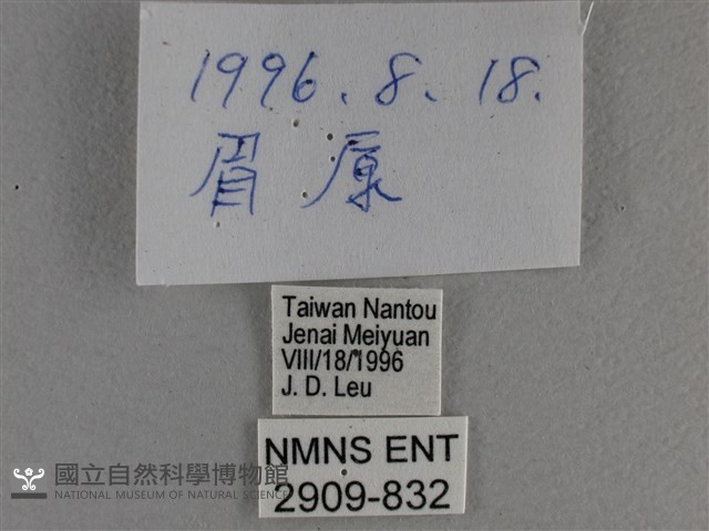 竹橙斑弄蝶藏品圖，第3張
