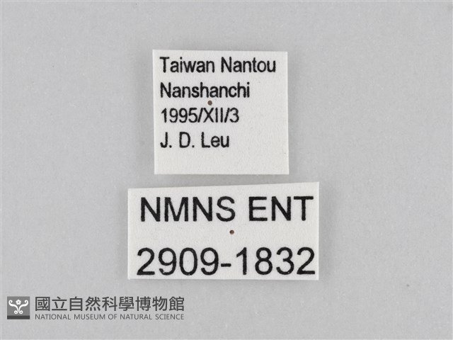 大波眼蝶藏品圖，第3張