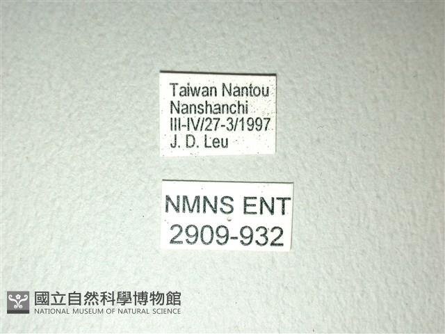 斑鳳蝶藏品圖，第3張