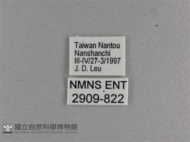 小雙尾蛺蝶藏品圖，第3張
