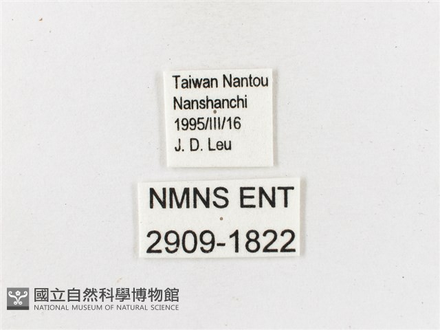 白帶波眼蝶藏品圖，第3張