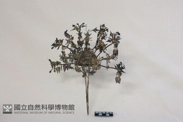 頭花藏品圖，第1張
