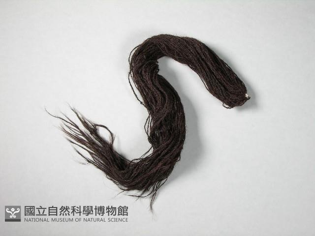 假髮藏品圖，第1張