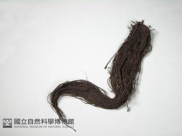 假髮藏品圖，第1張