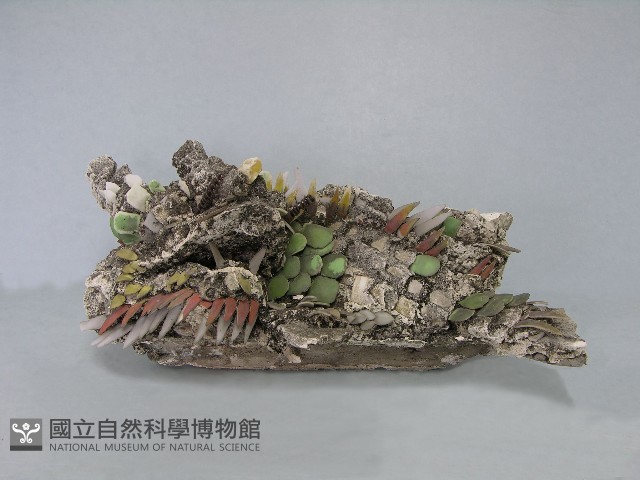 八角斗藏品圖，第193張