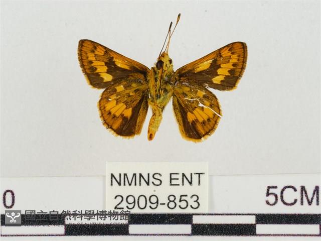 墨子黃斑弄蝶藏品圖，第2張