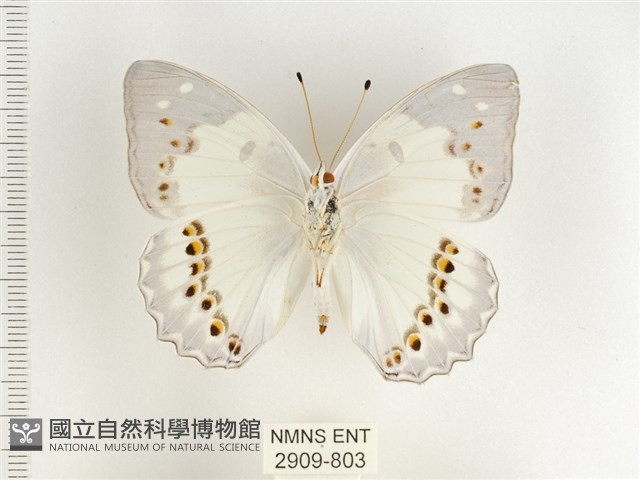 傲白蛺蝶藏品圖，第2張
