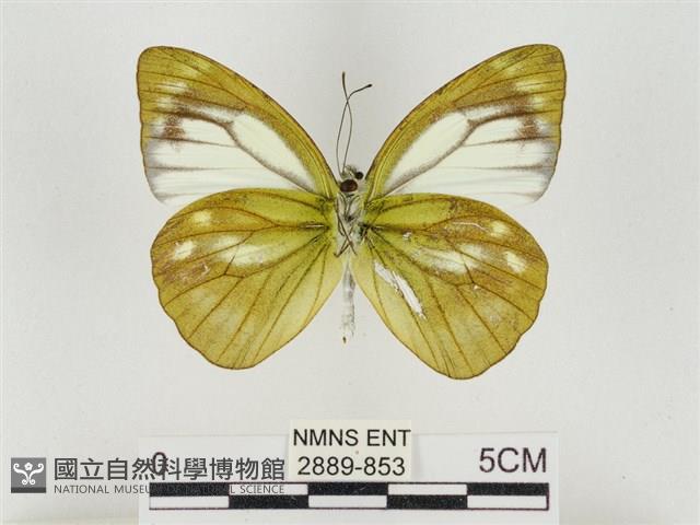 淡褐脈粉蝶藏品圖，第2張