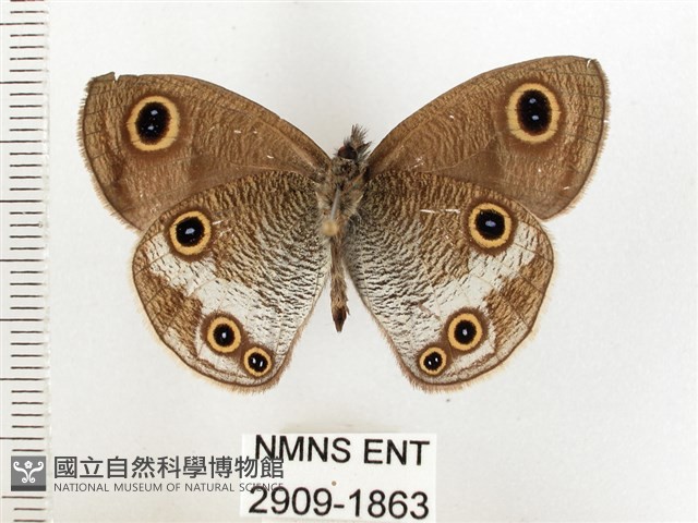 白帶波眼蝶藏品圖，第2張