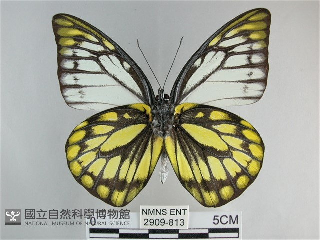 鋸粉蝶藏品圖，第2張