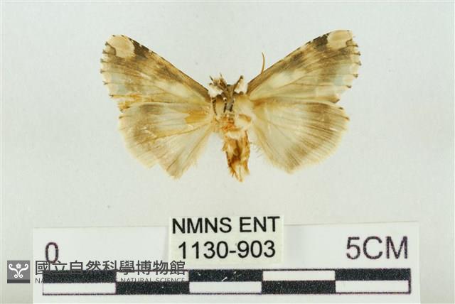 連珠波紋蛾藏品圖，第2張