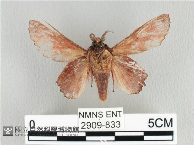 臺灣枯葉蛾藏品圖，第2張