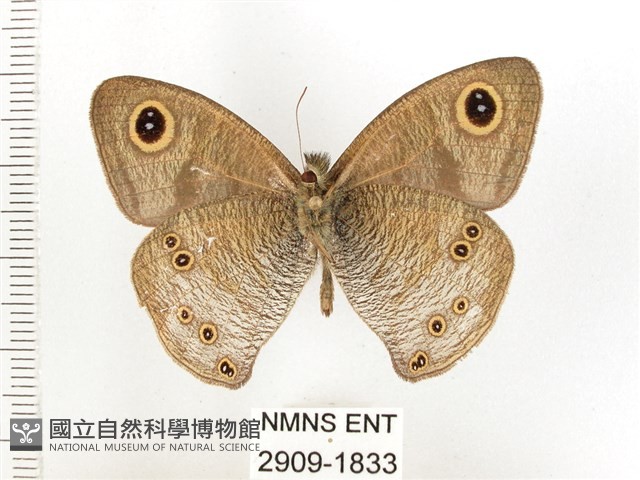 白漪波眼蝶藏品圖，第2張