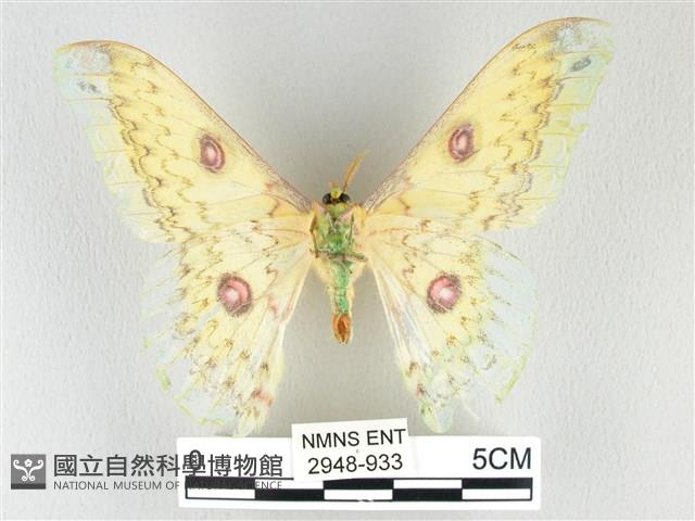 黃豹天蠶蛾藏品圖，第2張