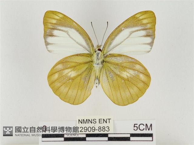 淡褐脈粉蝶藏品圖，第2張