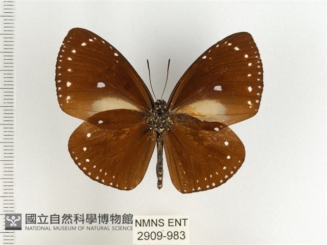 小紫斑蝶藏品圖，第2張