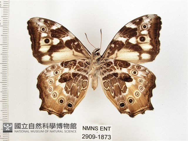 白斑蔭眼蝶藏品圖，第2張