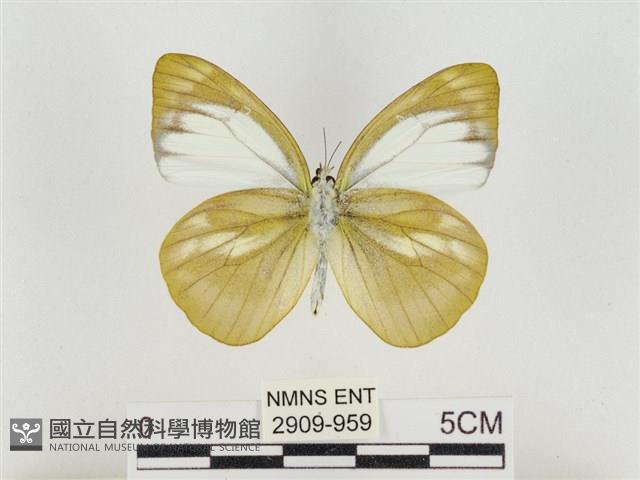 淡褐脈粉蝶藏品圖，第2張