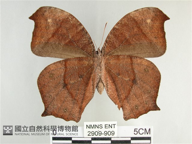 森林暮眼蝶、黑樹蔭蝶藏品圖，第2張