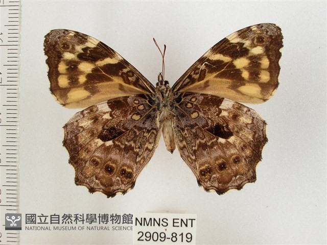 黃斑蔭眼蝶藏品圖，第2張