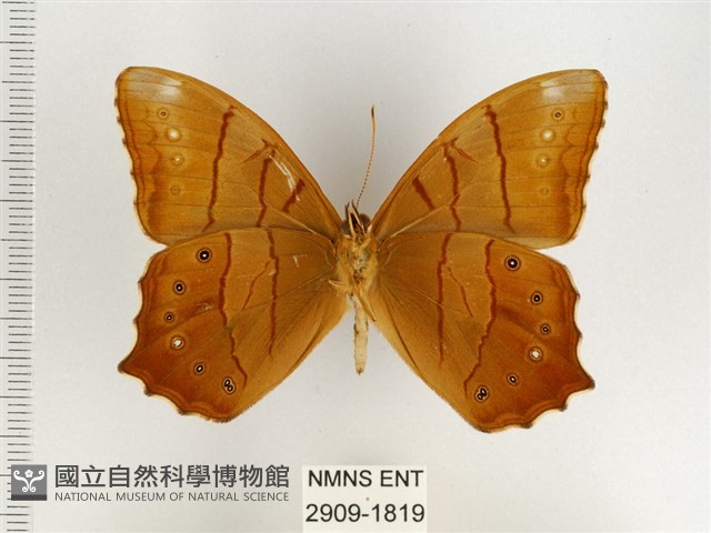 棕褐黛眼蝶藏品圖，第2張