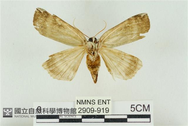 臺洒波紋蛾藏品圖，第2張