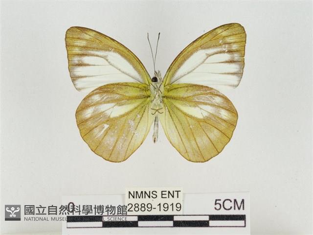 淡褐脈粉蝶藏品圖，第2張