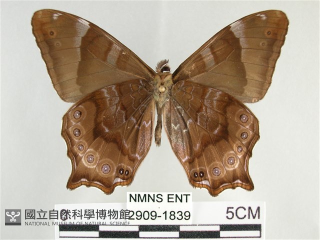大幽眼蝶藏品圖，第2張