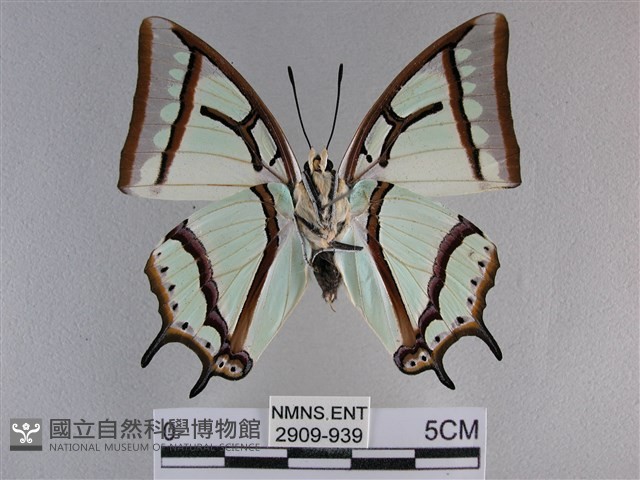 小雙尾蛺蝶藏品圖，第2張