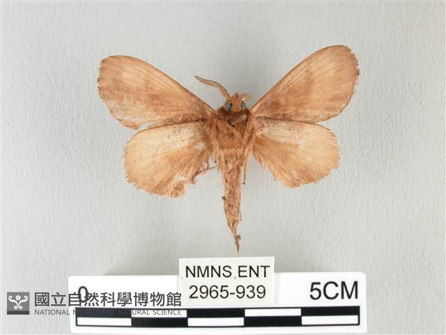 馬尾松枯葉蛾藏品圖，第2張