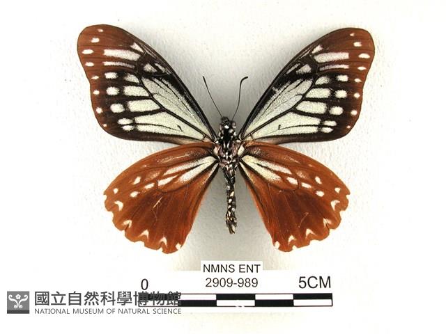 斑鳳蝶藏品圖，第2張