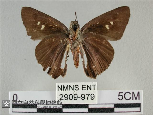 圓翅絨弄蝶藏品圖，第2張