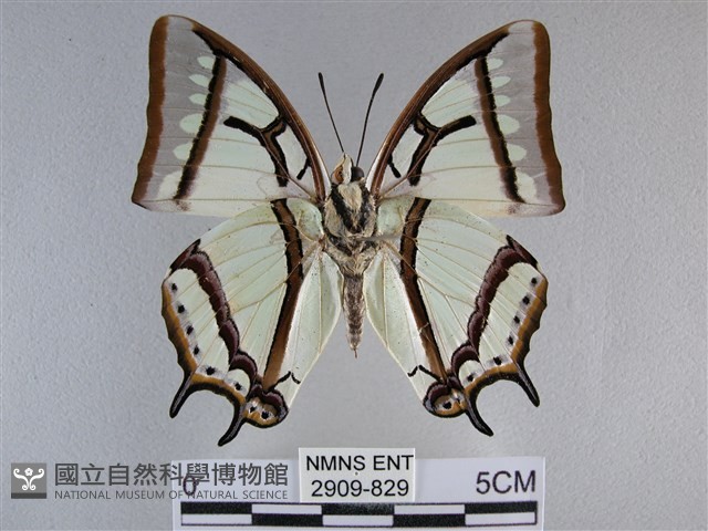 小雙尾蛺蝶藏品圖，第2張