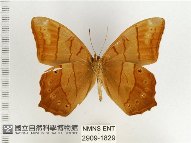棕褐黛眼蝶藏品圖，第2張