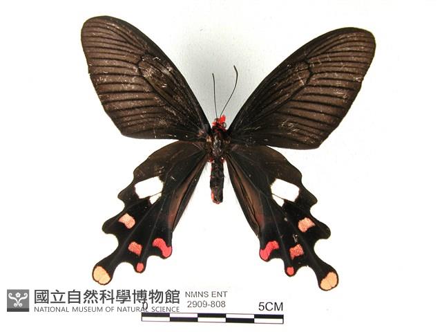 多姿麝鳳蝶藏品圖，第2張