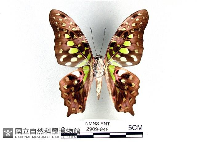 翠斑青鳳蝶藏品圖，第2張