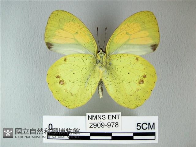 異粉蝶、雌白黃蝶藏品圖，第2張