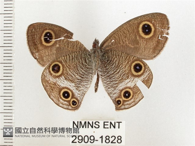 白帶波眼蝶藏品圖，第2張