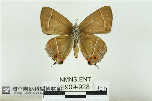 小翠灰蝶藏品圖，第2張