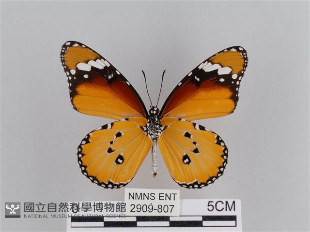 樺斑蝶藏品圖，第2張