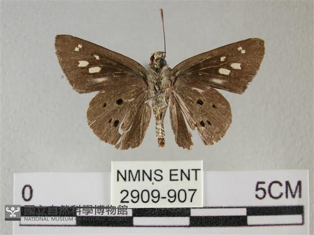 黑星弄蝶藏品圖，第2張