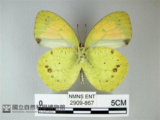 異粉蝶、雌白黃蝶藏品圖，第2張