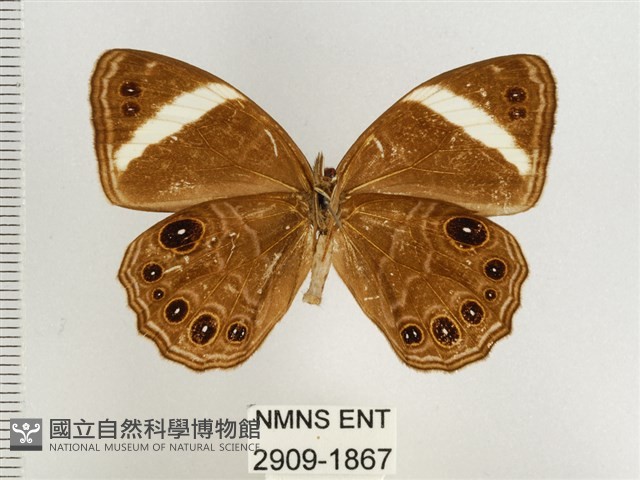玉帶黛眼蝶藏品圖，第2張
