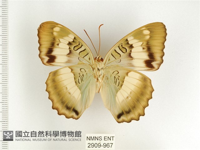 臺灣翠蛺蝶藏品圖，第2張
