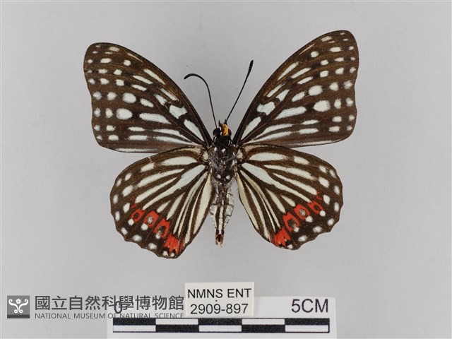 紅星脈蛺蝶藏品圖，第2張