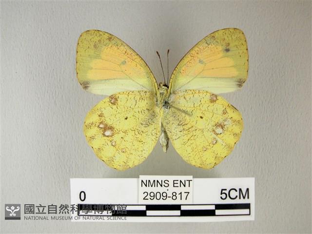異粉蝶、雌白黃蝶藏品圖，第2張