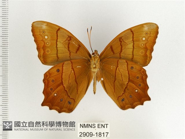 棕褐黛眼蝶藏品圖，第2張