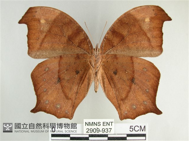 森林暮眼蝶、黑樹蔭蝶藏品圖，第2張