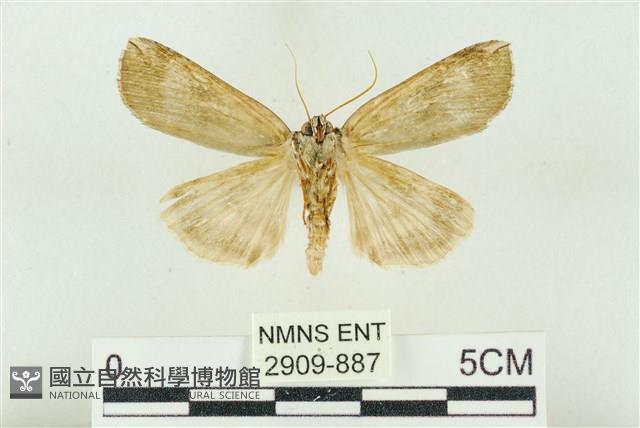 臺洒波紋蛾藏品圖，第2張