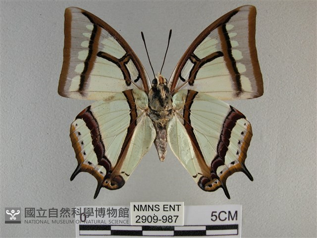 小雙尾蛺蝶藏品圖，第2張